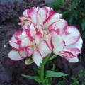 Тюльпаны многоцветковые (13)
